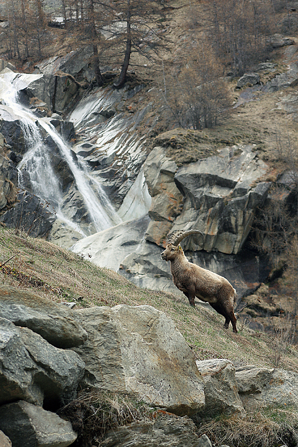 Steinbock3